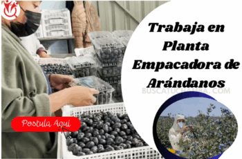 ¡Trabaja en la Planta Empacadora de Arándanos!